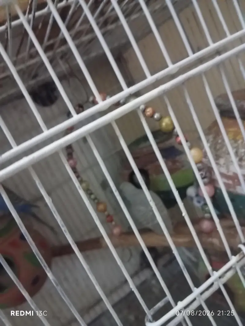 budgies set with cage — photo 5