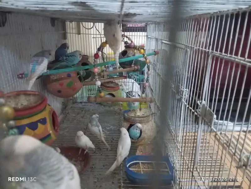 budgies set with cage — photo 6