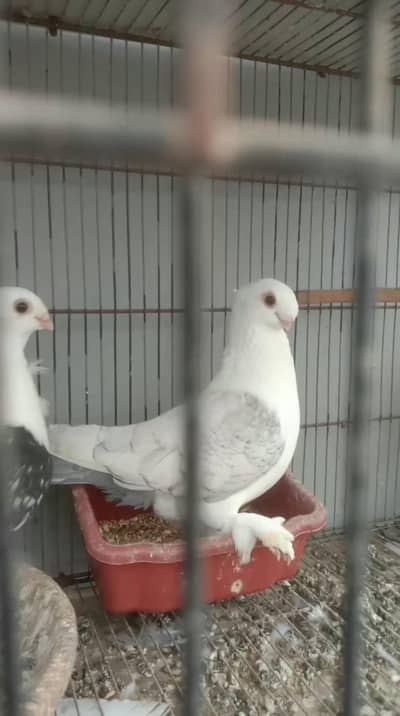 spangle sattinate pair breeders