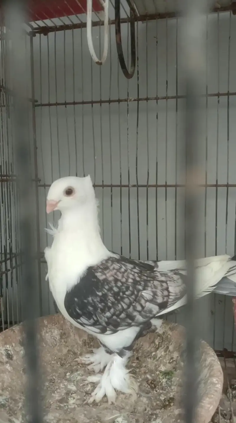spangle sattinate pair breeders — photo 2