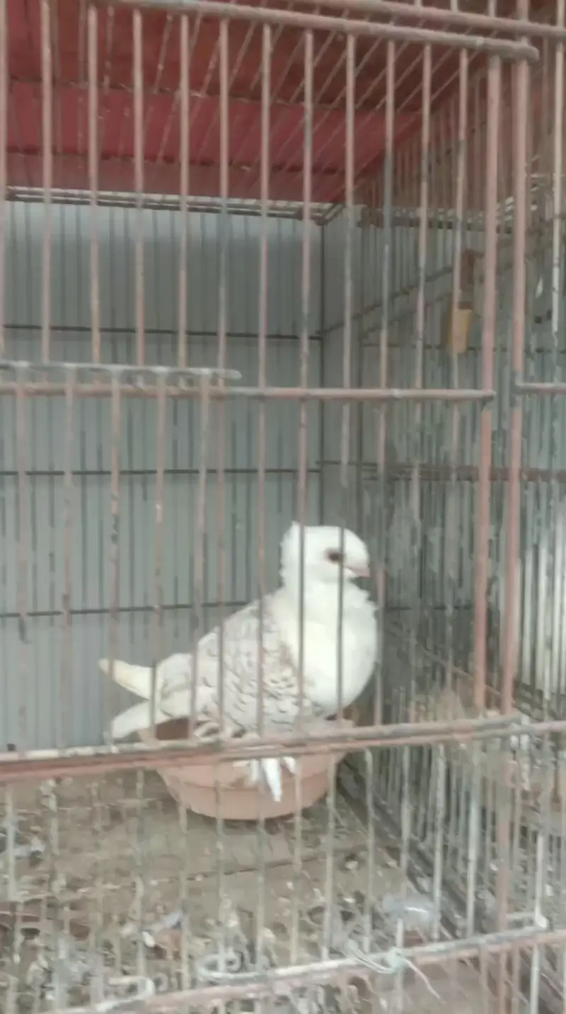 spangle sattinate pair breeders — photo 3