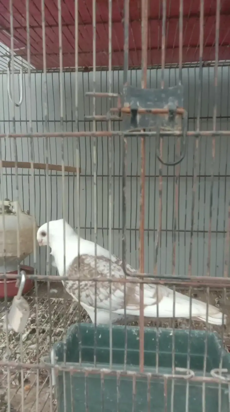 spangle sattinate pair breeders — photo 4