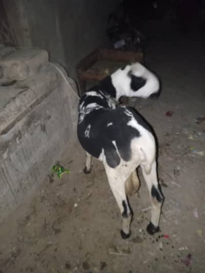 arjant sale for my sheep