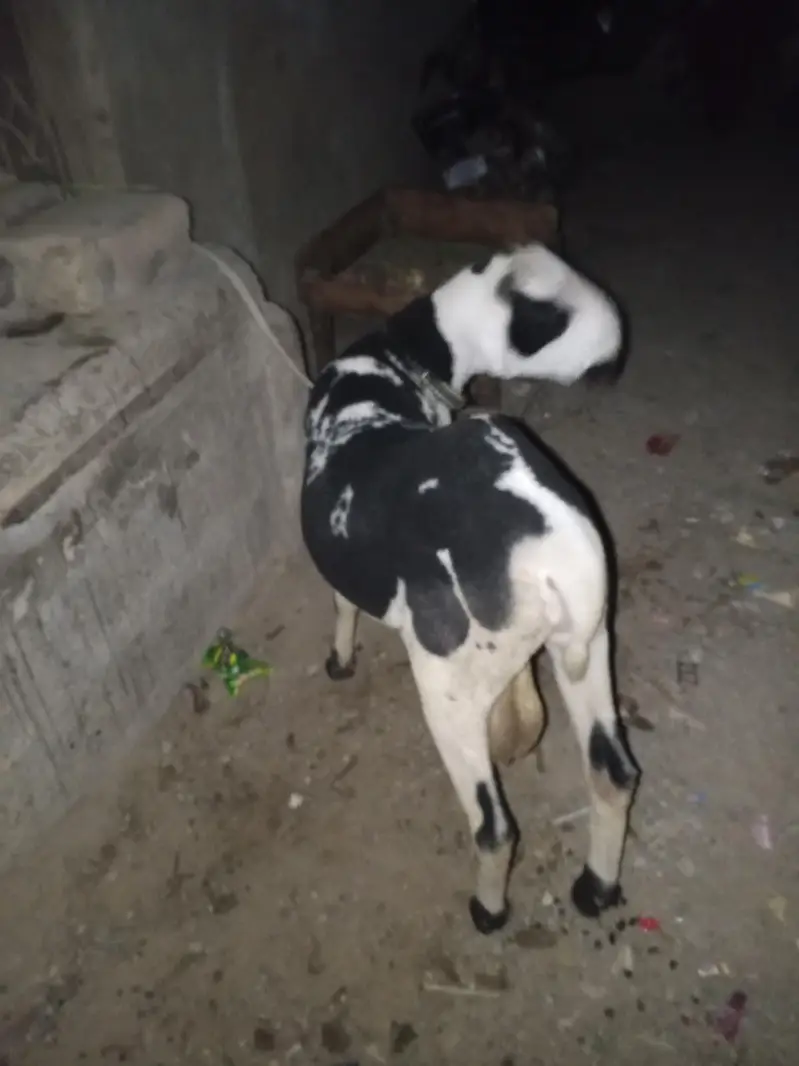 arjant sale for my sheep