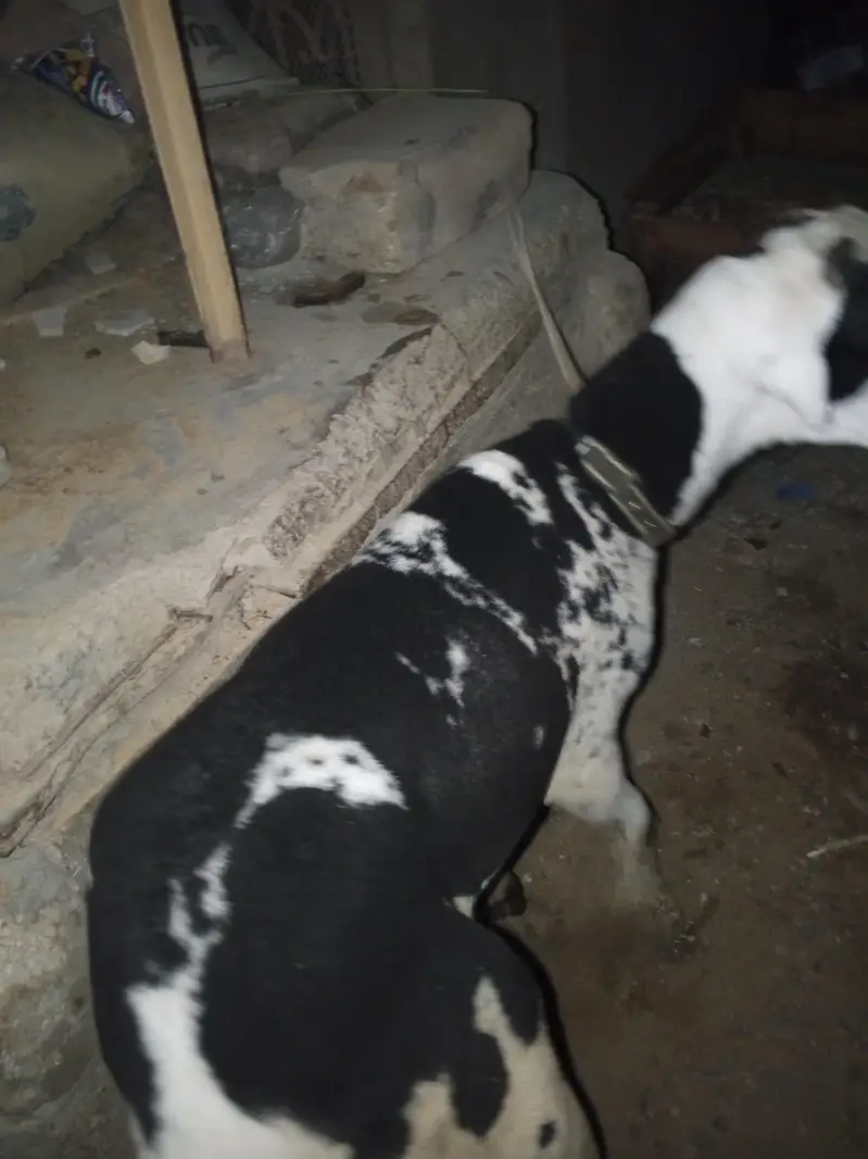 arjant sale for my sheep — photo 2