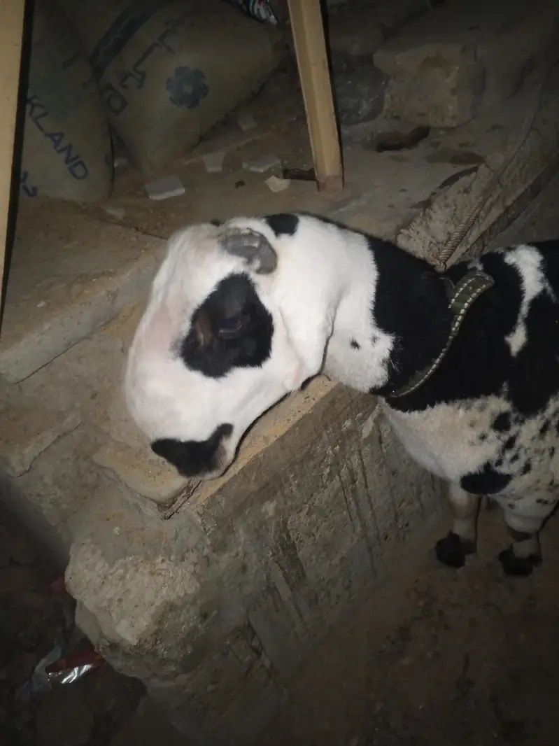 arjant sale for my sheep — photo 3