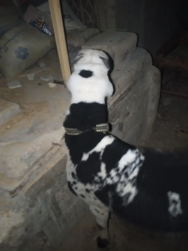 arjant sale for my sheep — photo 4
