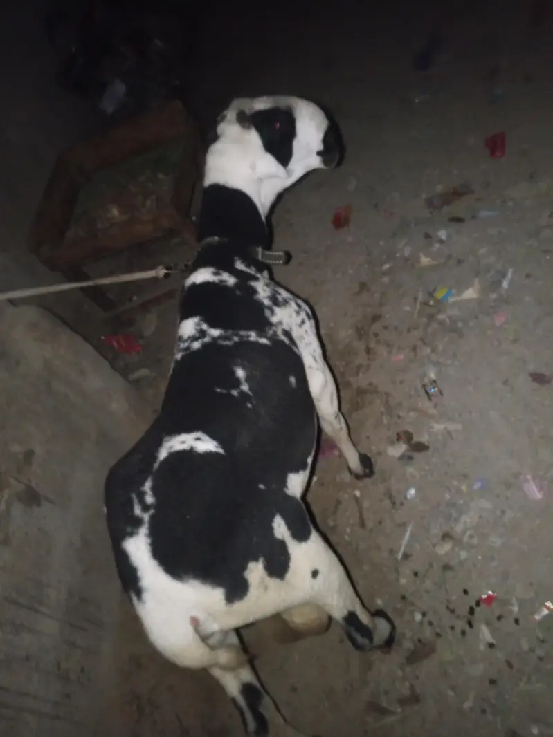 arjant sale for my sheep — photo 5
