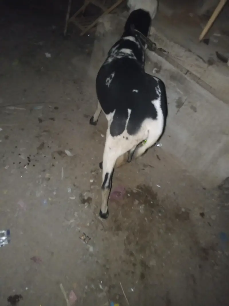arjant sale for my sheep — photo 6