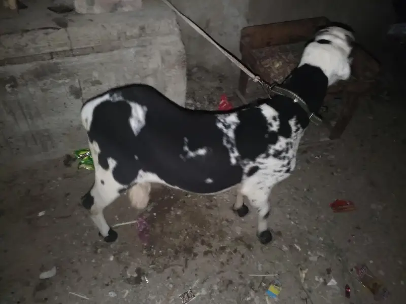 arjant sale for my sheep — photo 7