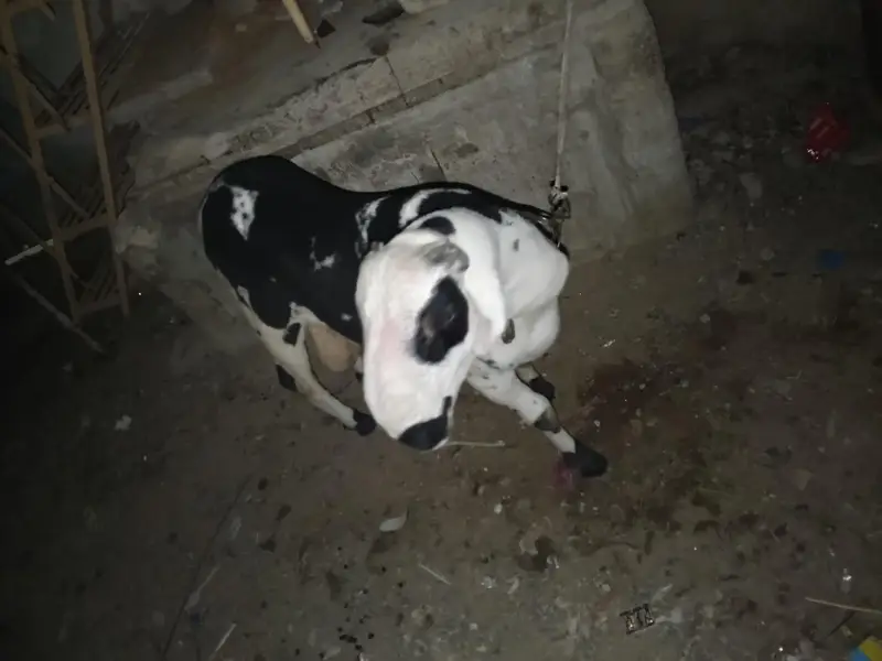 arjant sale for my sheep — photo 8