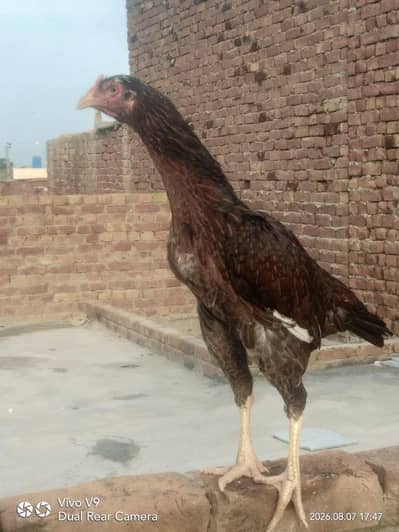 Aseel Murghi For sale Gud health