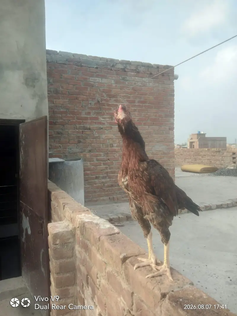 Aseel Murghi For sale Gud health — photo 4