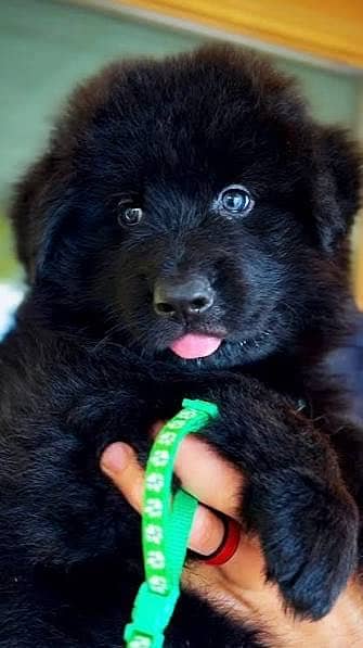 Black German For Sale