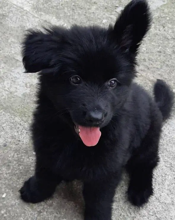 Black German For Sale — photo 4