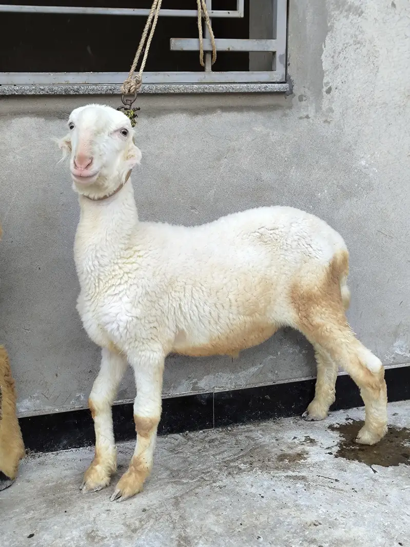 Gulabi Mundra — photo 2