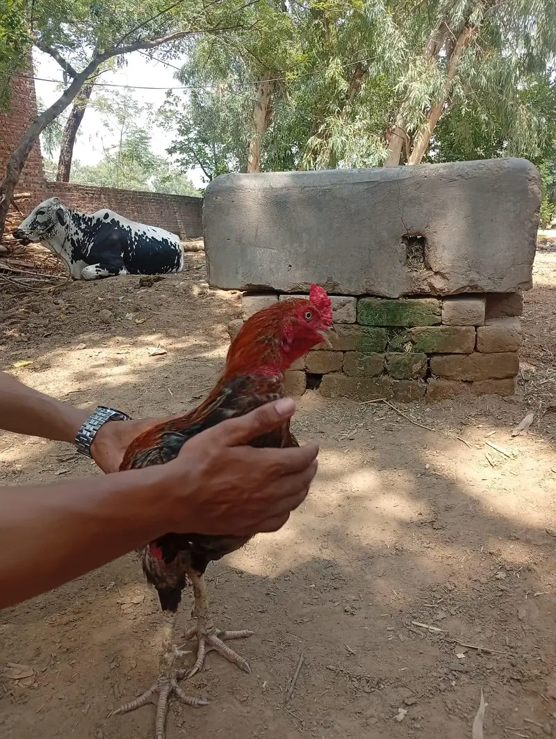 Aseel Barmi — photo 2