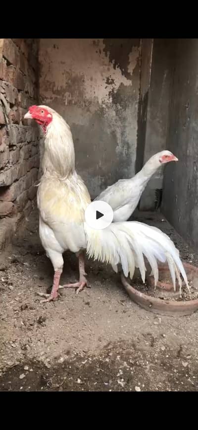 Heera booska pair
