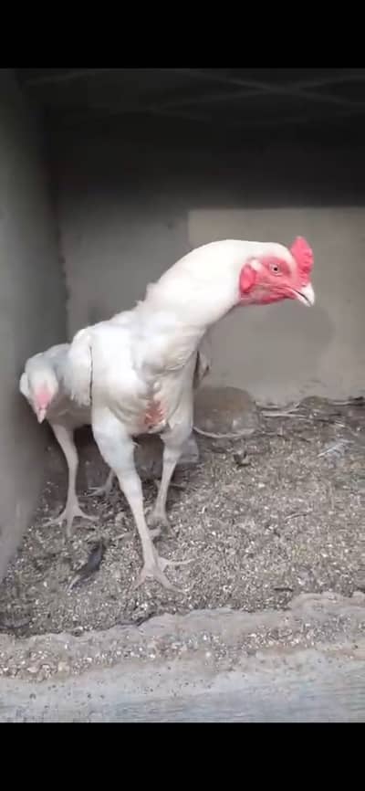 Heera paper white  double body male with galwi heera madi for sale