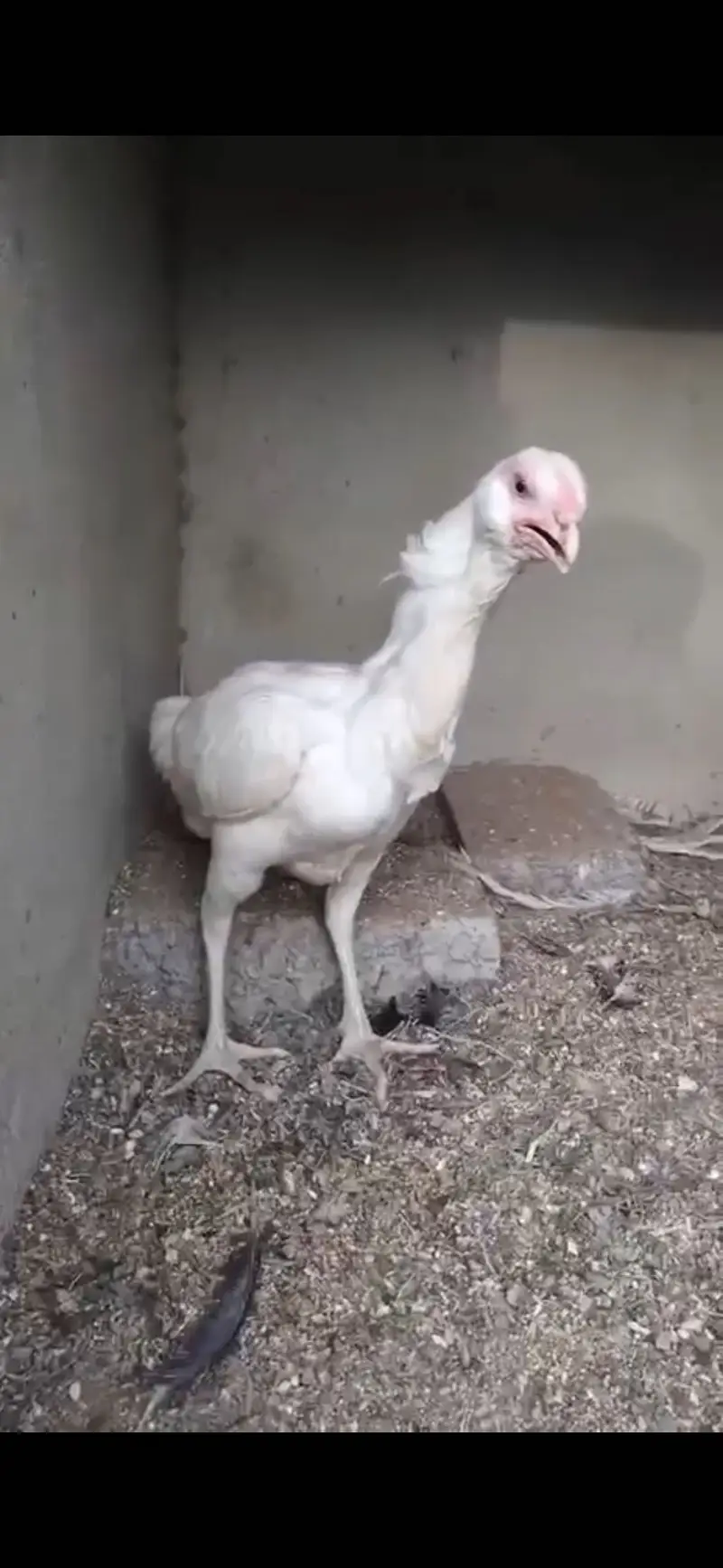 Heera paper white  double body male with galwi heera madi for sale — photo 4