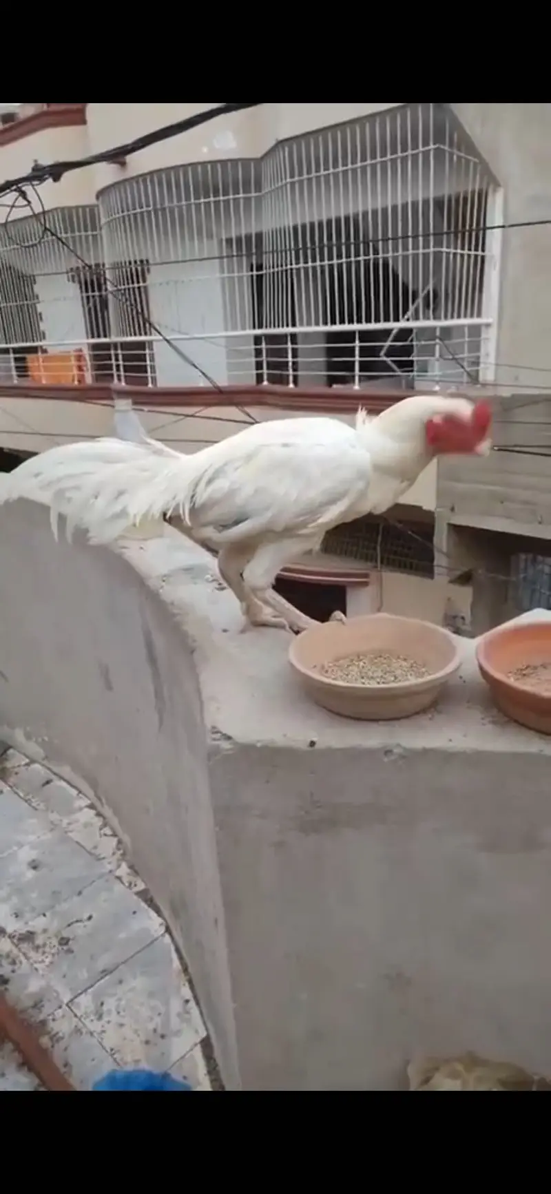 Heera paper white  double body male with galwi heera madi for sale — photo 8