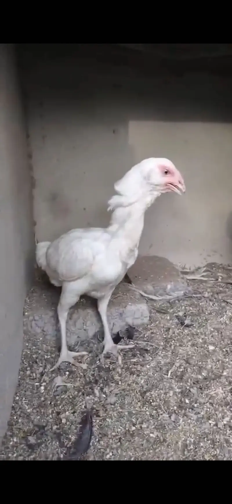 Heera paper white  double body male with galwi heera madi for sale — photo 12