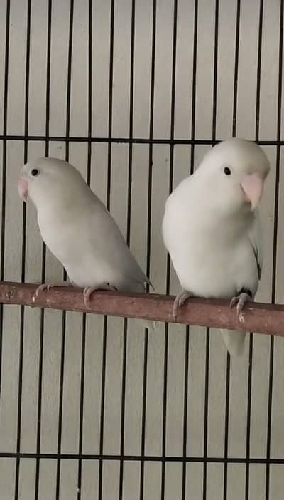 Love birds  healthy and active full