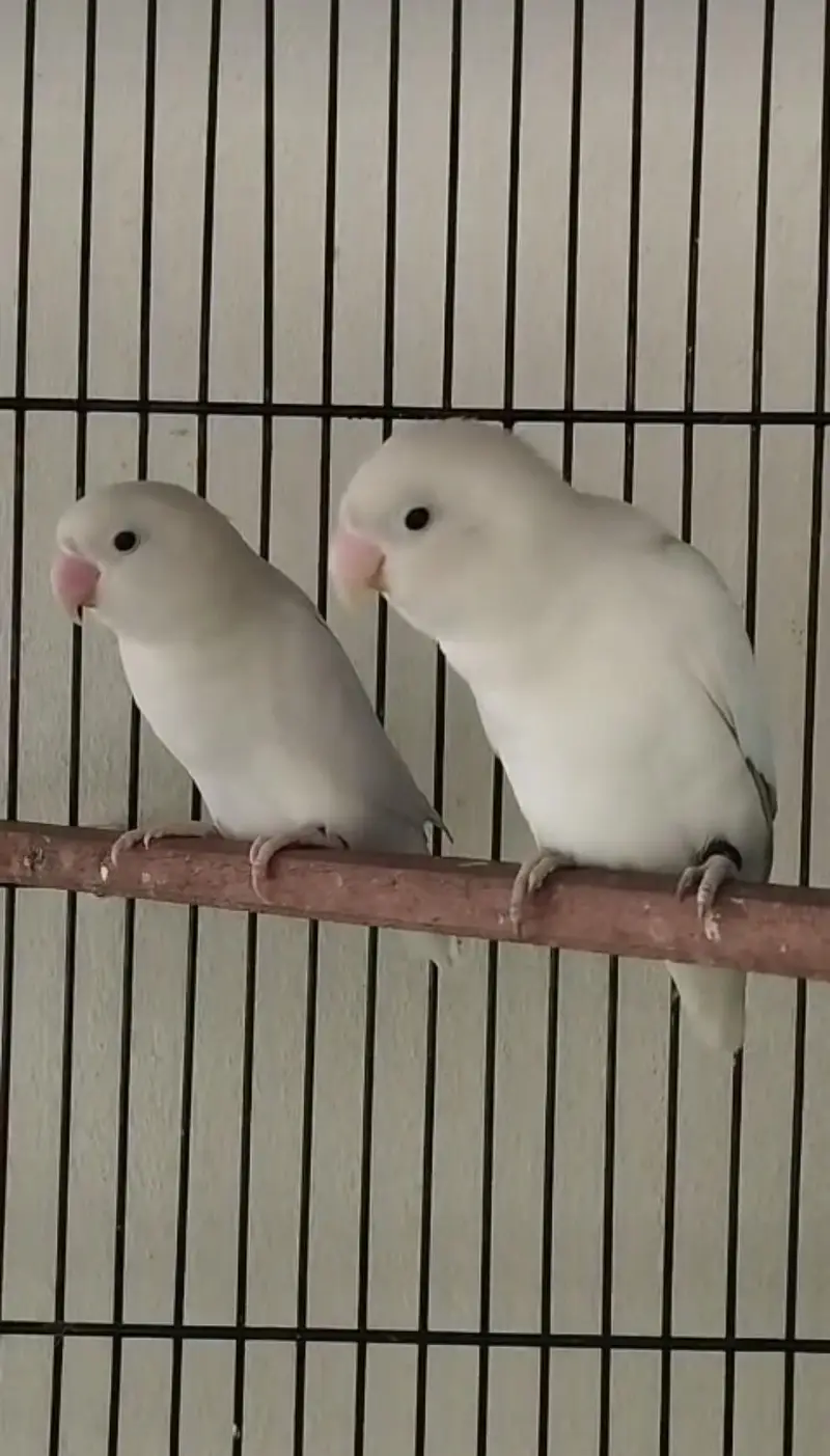 Love birds  healthy and active full — photo 2