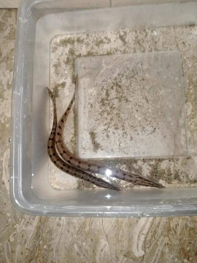 clear water ell 2 pcs — photo 2
