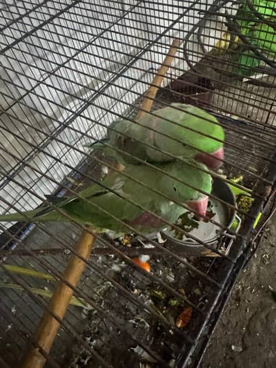 Raw parrot Alexendar breeder pair for Sale