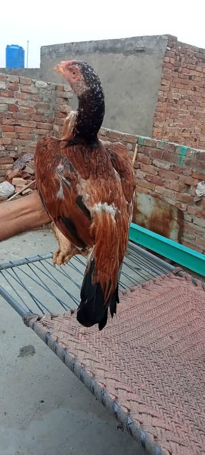 mazbot gandh jore white eyes (03265388681) wattsap call. .