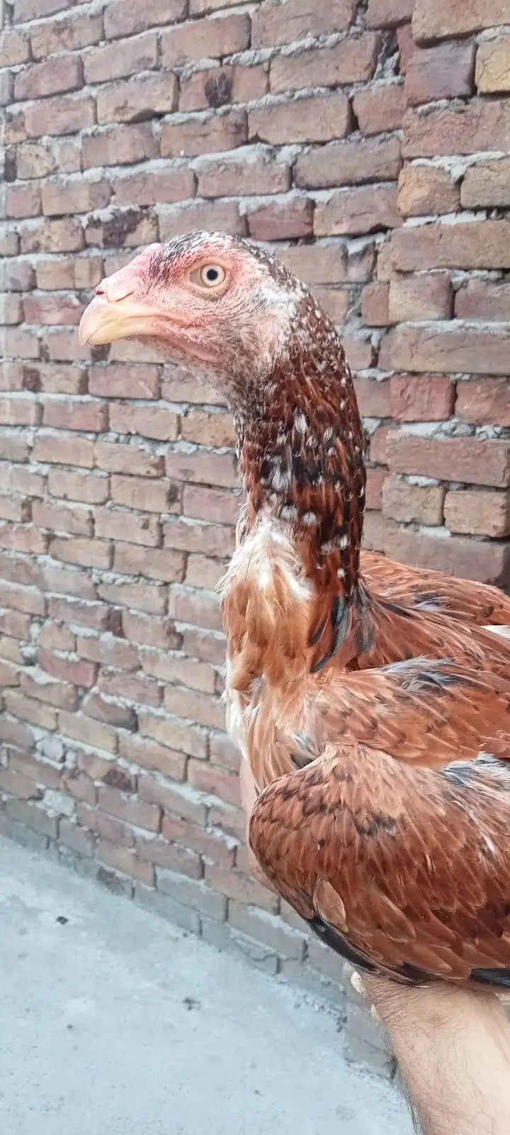 mazbot gandh jore white eyes (03265388681) wattsap call. . — photo 2