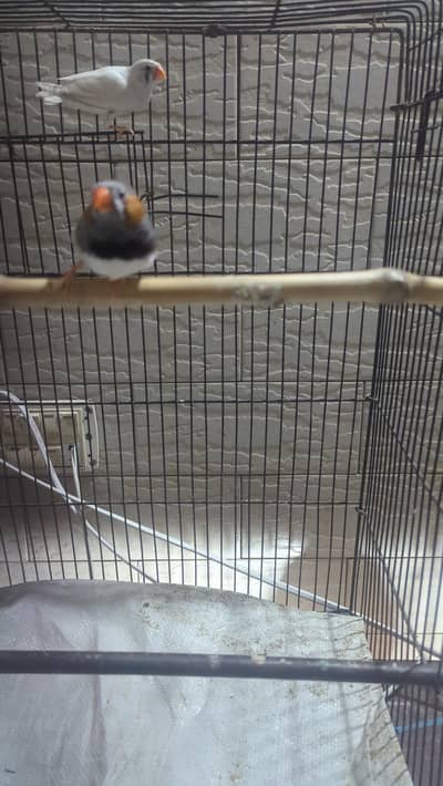 finches