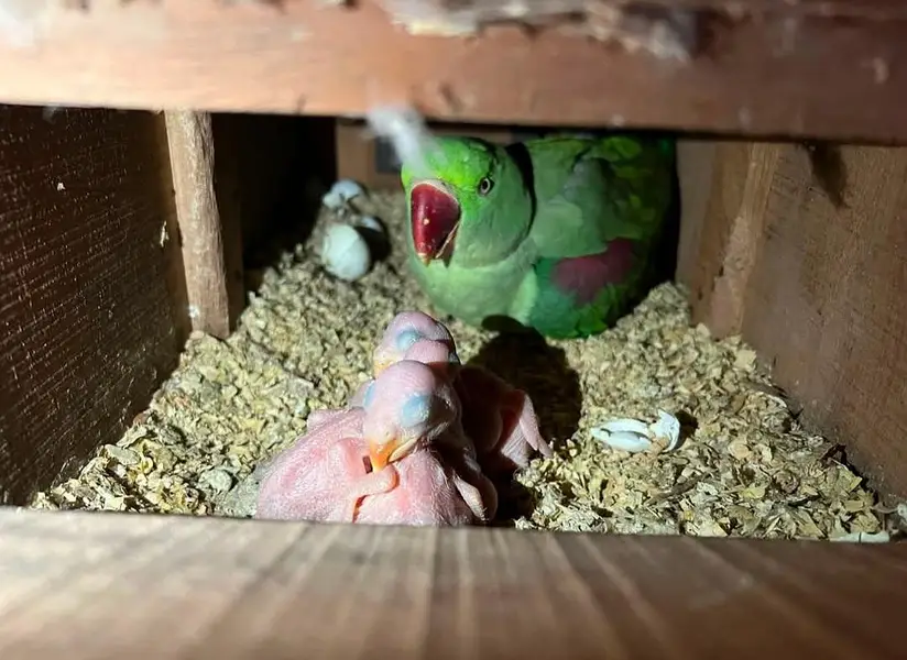 Raw parrot Alexendar breeder pair for Sale — photo 2