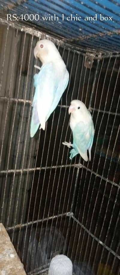 Love birds pair for sale