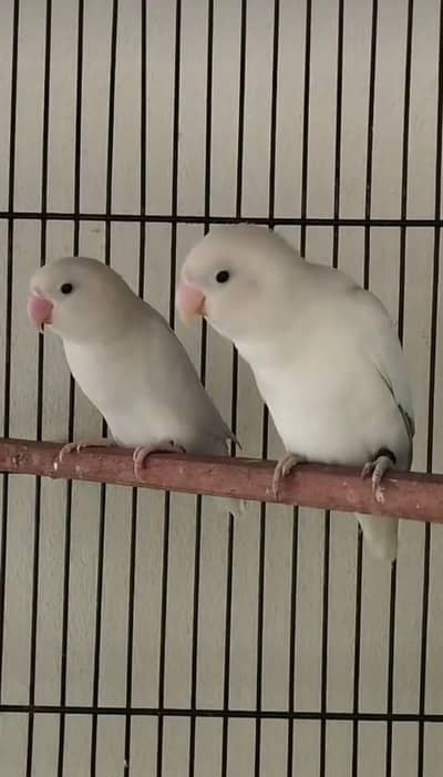 Love bird