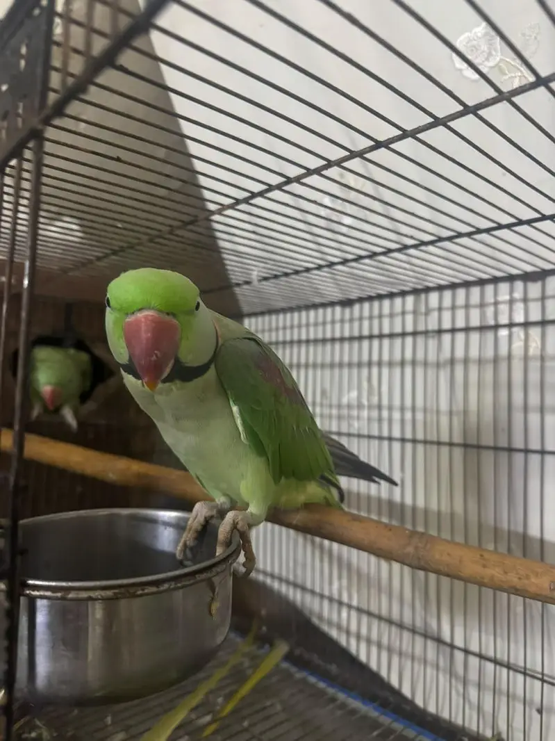 Raw parrot Alexendar breeder pair for Sale — photo 3