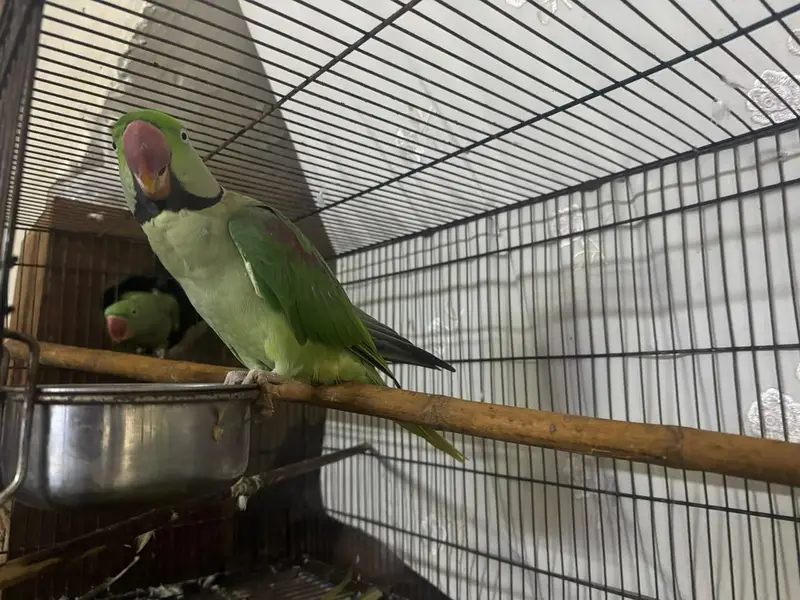Raw parrot Alexendar breeder pair for Sale — photo 4