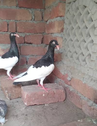 Denish Pigeons Dragon Face
