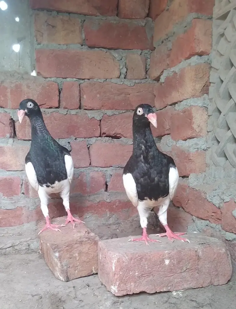 Denish Pigeons Dragon Face — photo 2