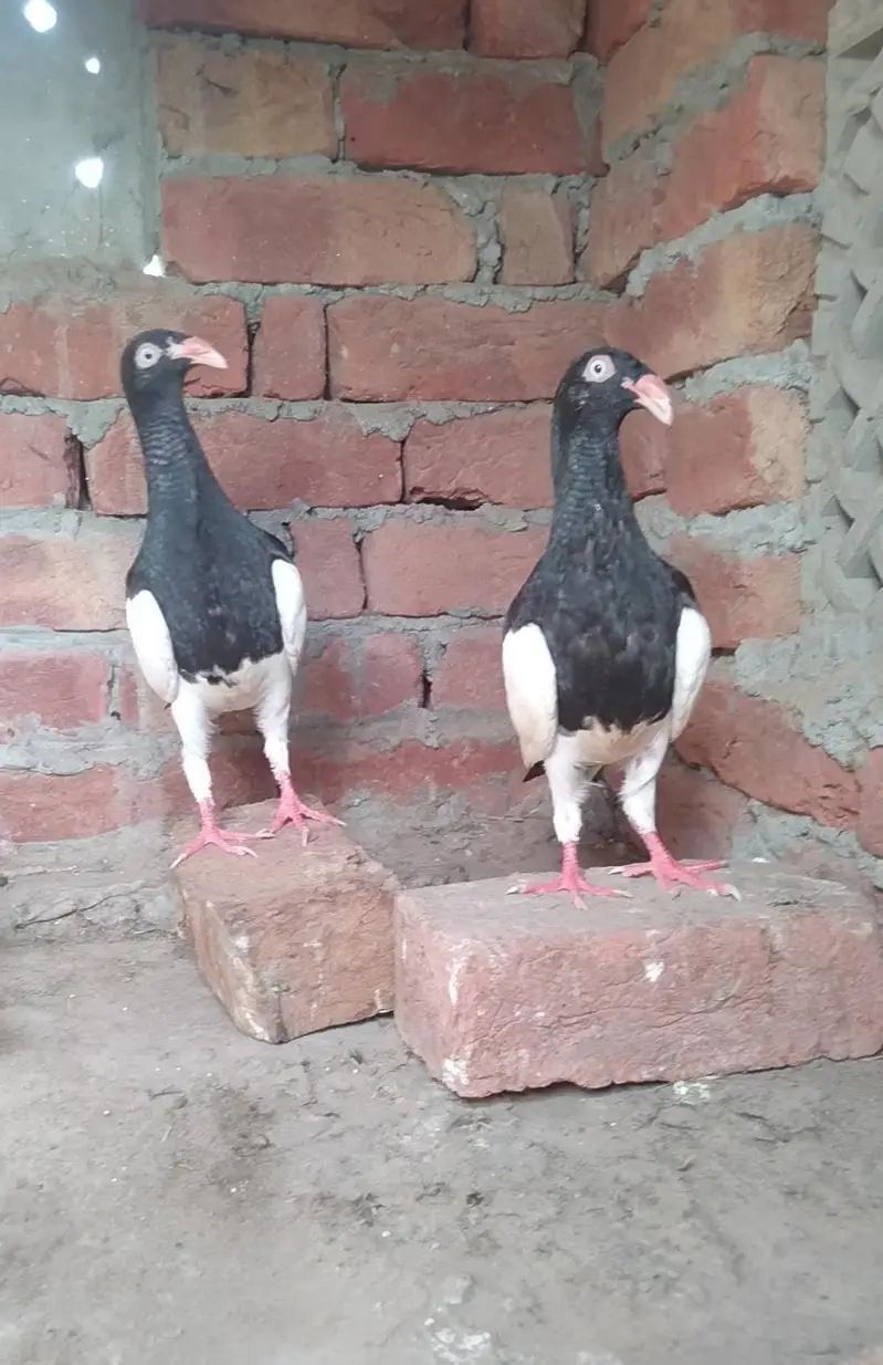 Denish Pigeons Dragon Face — photo 3