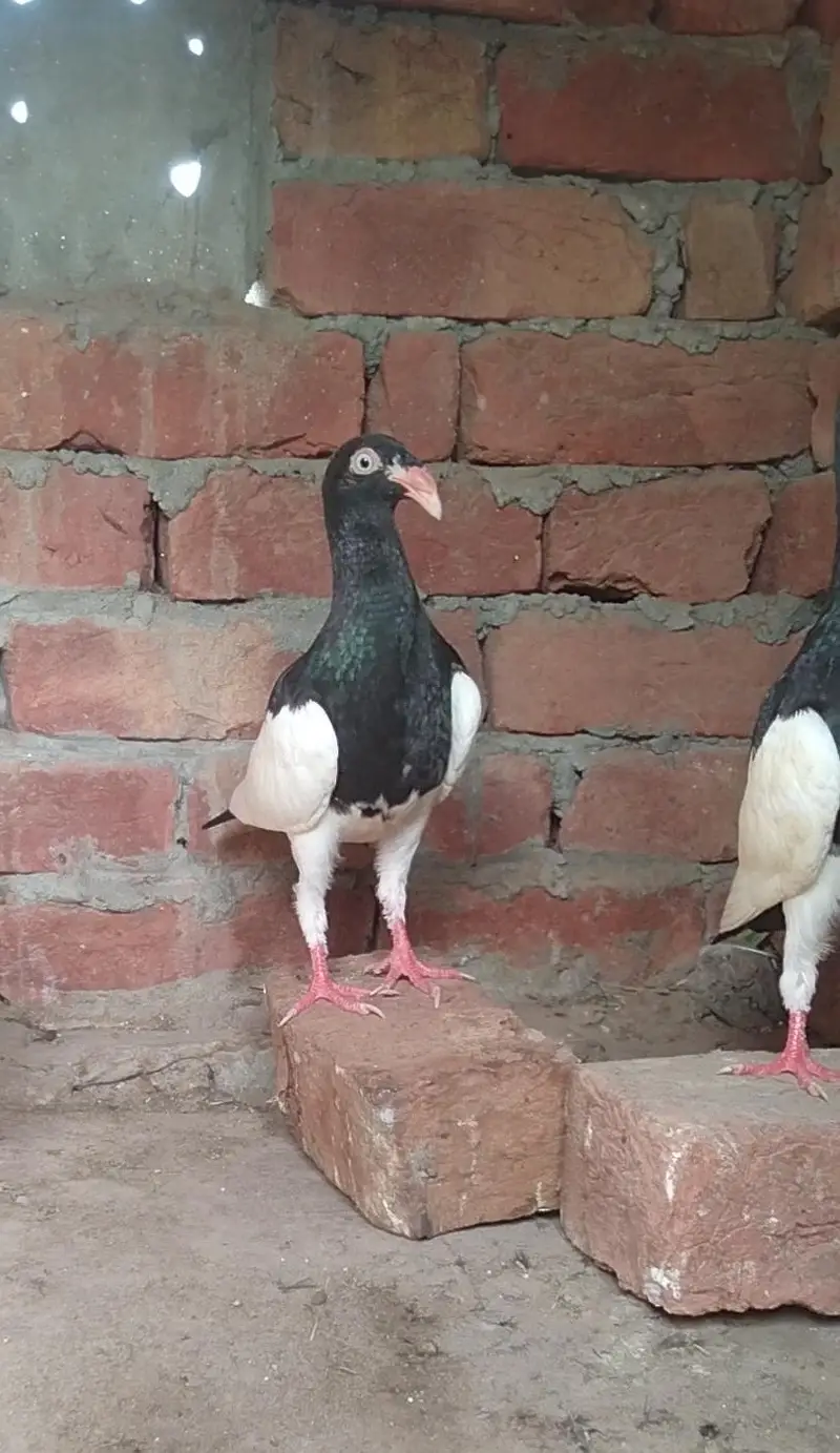 Denish Pigeons Dragon Face — photo 4