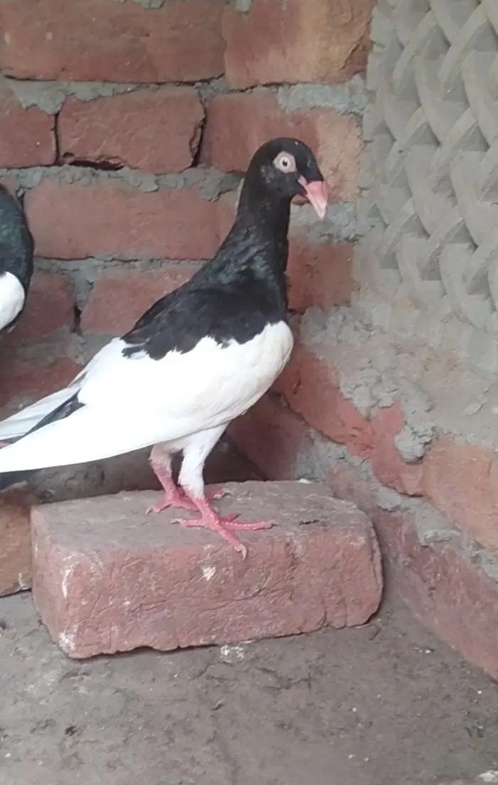 Denish Pigeons Dragon Face — photo 5
