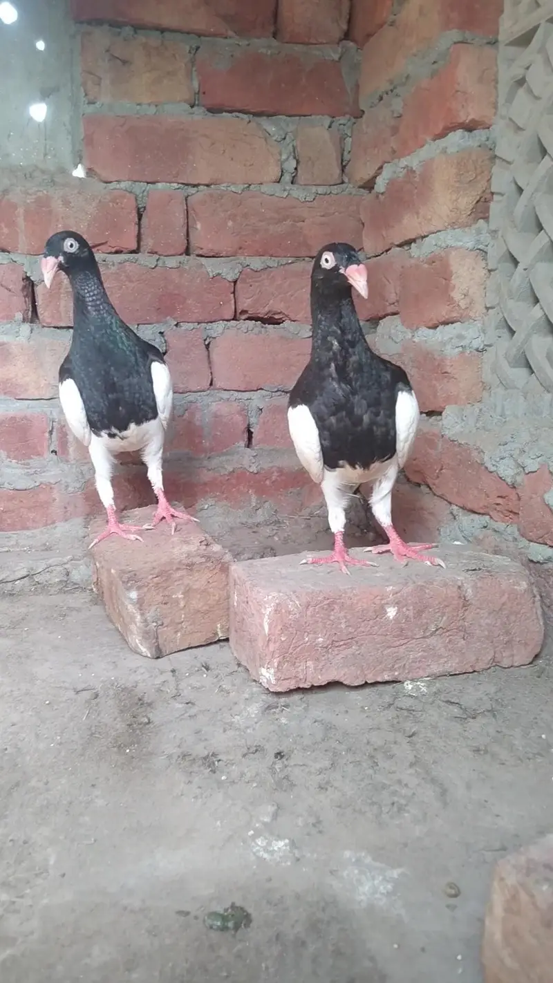 Denish Pigeons Dragon Face — photo 6