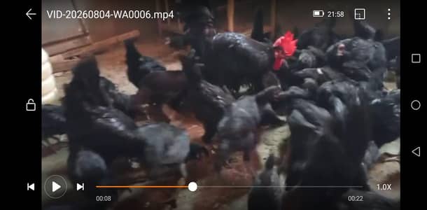Australorp chicks pure breed