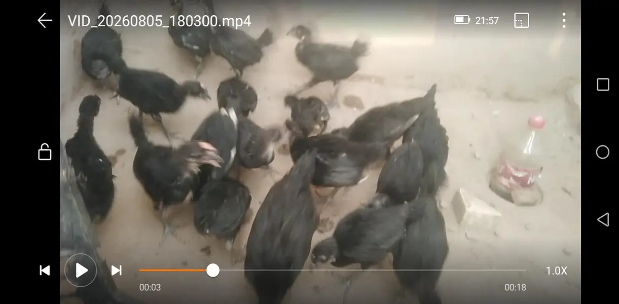 Australorp chicks pure breed — photo 2