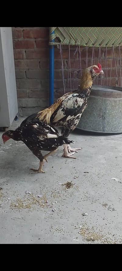 aseel galva male for sale 03/21/45/43/195