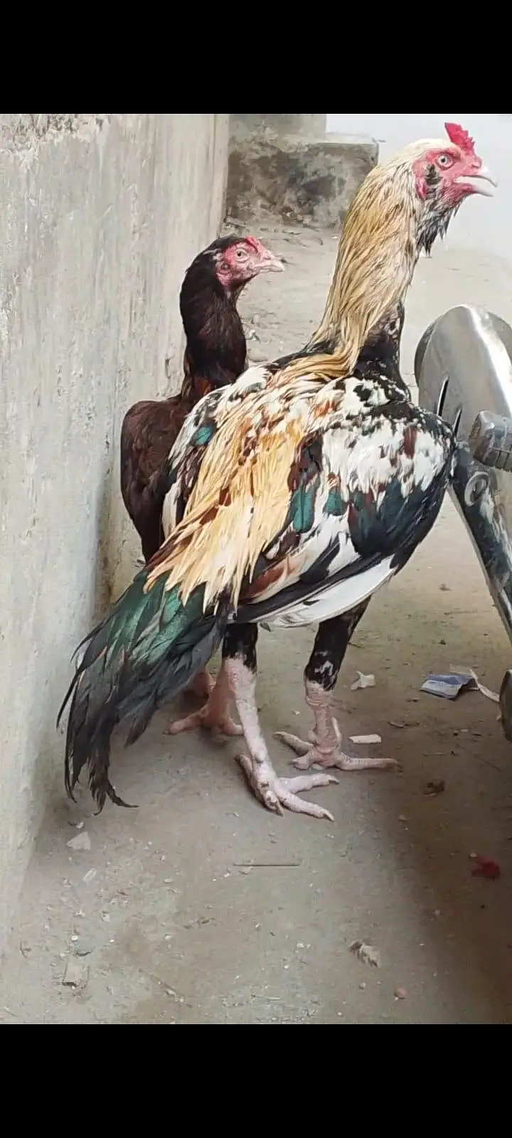 aseel galva male for sale 03/21/45/43/195 — photo 5