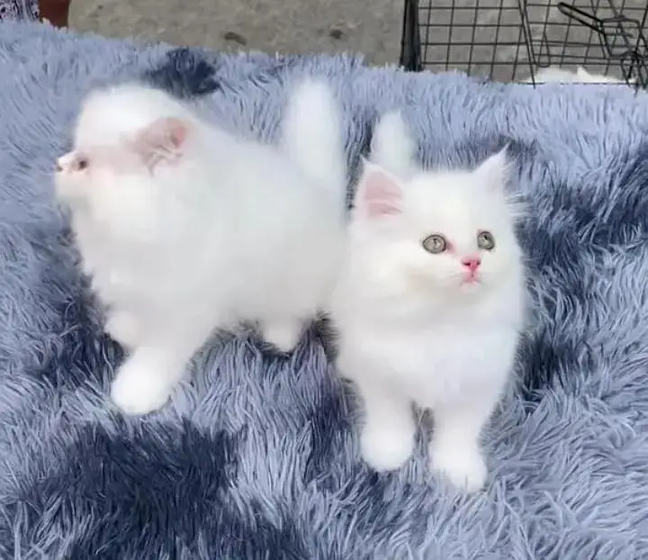(Persian female kitten) (for sale all) (Pakistan delivery available) — photo 4