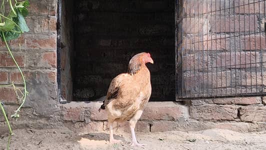 Aseel For Sale